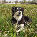 Un Pastore della Sila allongé sur un terrain herbeux et semblant détendu 