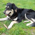 Un Pastore della Sila allongé sur une surface herbacée et portant un collier autour du cou