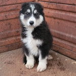 Un chiot Pastore della Sila assis et regardant vers la caméra 