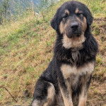 Un Pastore della Sila assis sur un terrain herbeux et semblant détendu 