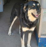 Un Pastore della Sila sur une surface bétonnée et portant un collier autour du cou