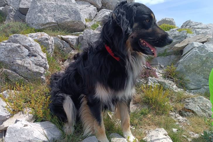 Un Pastore della Sila assis sur un terrain herbeux et qui est tenu en laisse