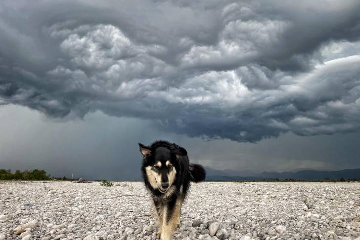 Un Pastore della Sila marchant sur une surface rocailleuse 