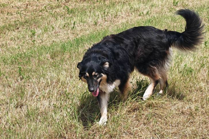 Un Pastore della Sila marchant sur une surface herbacée 