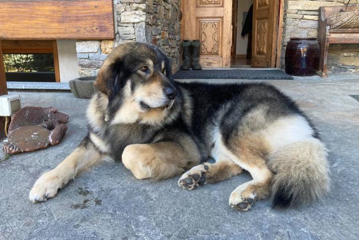 Un Pastore della Sila allongé et portant un collier autour du cou