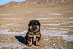 Photo Bouvier Mongol