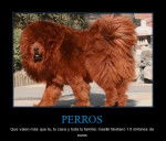 mastin - Dogue du Tibet Mâle