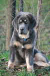 e'tashi-delek - Dogue du Tibet (5 mois)