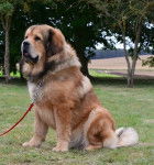 f'barkham - Dogue du Tibet Mâle (2 ans)