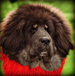 hakita - Dogue du Tibet (8 mois)