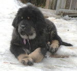 Frozen - Dogue du Tibet Mâle (5 mois)