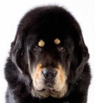 Dogue du Tibet - Dogue du Tibet