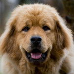 Dogue du Tibet - Dogue du Tibet