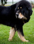 Dogue du Tibet - Dogue du Tibet