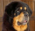 dogue du tibet - Dogue du Tibet