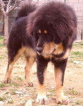 dogue du tibet - Dogue du Tibet