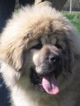 Dogue du Tibet C'Tseyang des Lions du Nam Tso - Dogue du Tibet