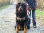 dogue du tibet. F'Babaji du domaine de toundra - Dogue du Tibet