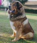 CHEMBOW KHAN DU DOMAINE DE TOUNDRA - Dogue du Tibet