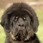 Zen - Dogue du Tibet