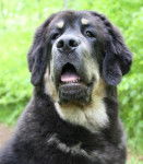 Zodd - Dogue du Tibet Mâle (5 mois)