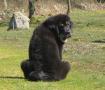 Zodd - Dogue du Tibet Mâle (4 mois)