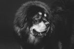 Photo Dogue du Tibet