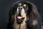Photo Dogue du Tibet