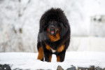 Photo Dogue du Tibet