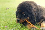 Photo Dogue du Tibet