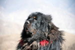 Photo Dogue du Tibet