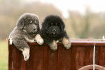 Photo Dogue du Tibet