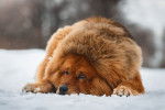 Photo Dogue du Tibet