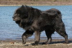 Photo Dogue du Tibet