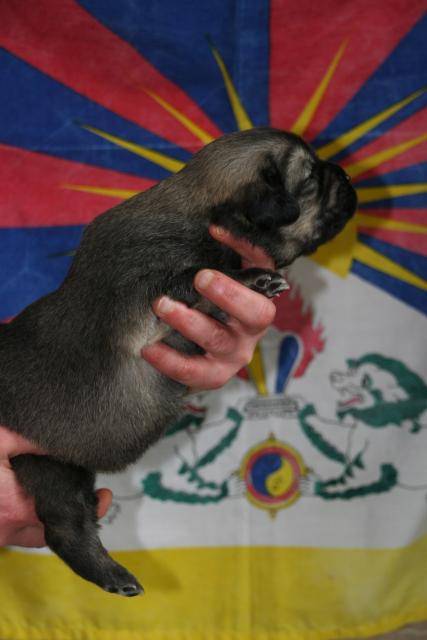 dogue du tibet, chiot - Dogue du Tibet