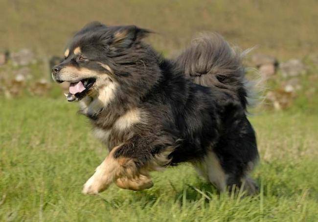 Udaïpour - Dogue du Tibet