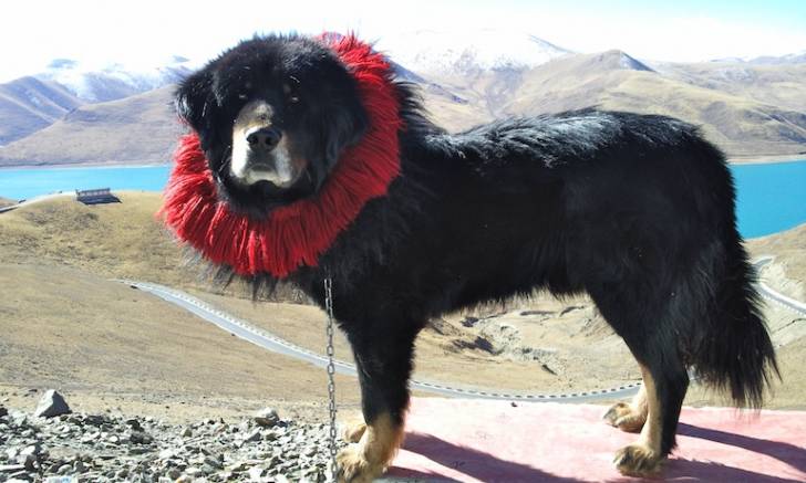 Photo Dogue du Tibet