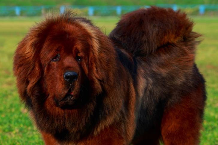 Vue proche d'un Dogue du Tibet rouge dans un parc
