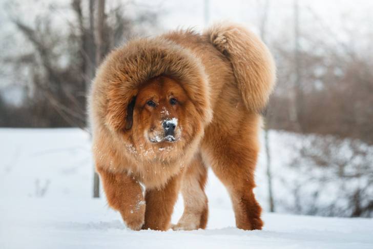 Un Dogue du Tibet roux dans la neige