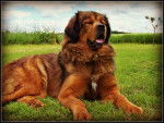 yo-shi - Dogue du Tibet Femelle (2 ans)