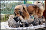 Yo-shi et ses bébés de 6 semaines - Dogue du Tibet Femelle (3 ans)