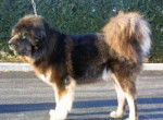 Dogue du Tibet - Dogue du Tibet