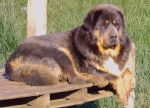 dogue du tibet - Dogue du Tibet