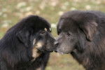 Photo Dogue du Tibet