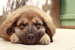 Photo Dogue du Tibet