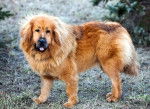 Photo Dogue du Tibet
