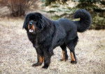 Photo Dogue du Tibet