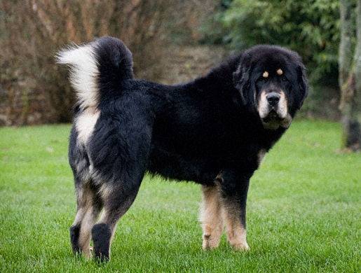 Un Dogue de Tibet debout dans l'herbe