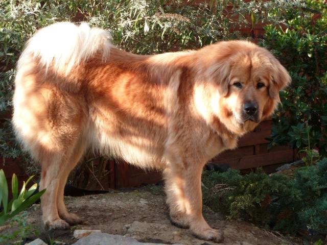 dogue du tibet, Daku-sang des lions du Nam-tso - Dogue du Tibet