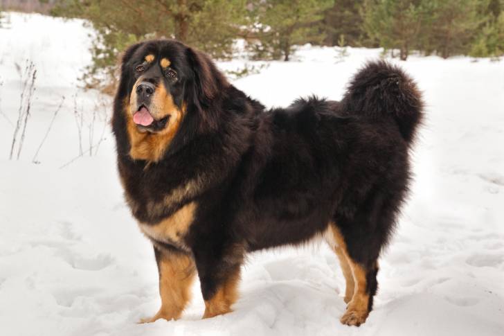 Photo Dogue du Tibet